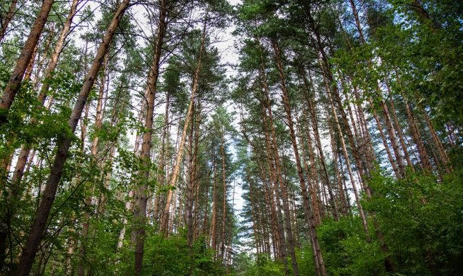 За 2 недели в лесах Тульской области заблудись 35 грибников