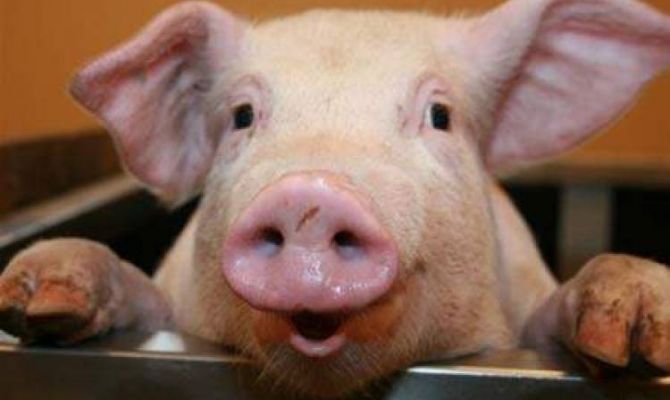 С 1 ноября в Россию запретят ввозить живых свиней из Европы и США
