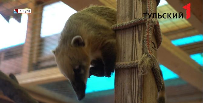 Животные гибнут от пластика: как в Туле следят за безопасностью питомцев зооуголка