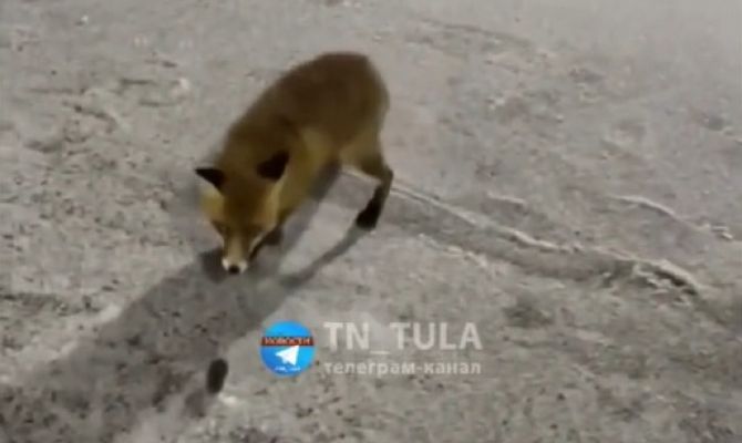 Норма или аномалия: туляки сняли на видео погоню лисы за мышью в черте города