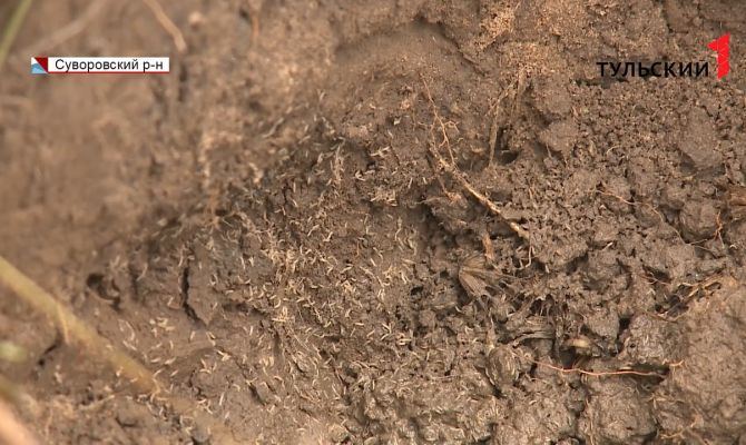 Африканская чума в Тульской области: в полях зараженные трупы животных доедают опарыши