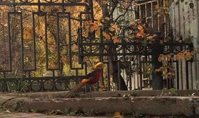 На улице Металлургов в Туле заметили золотого фазана