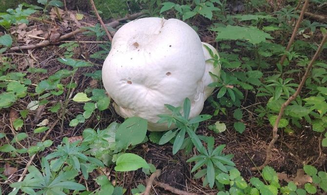 В лесу Тульской области нашли почти 1,5-килограммовый гриб