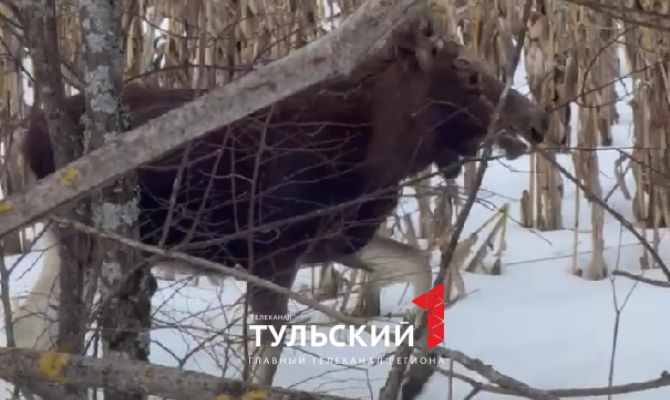 В Дубенском районе лоси вышли к людям