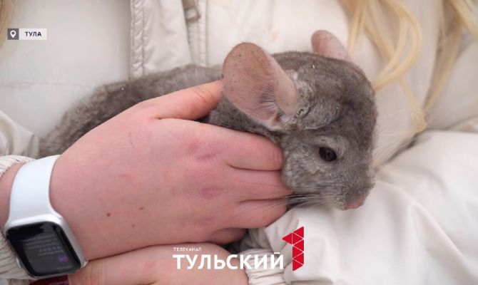 Тулячка купила в зоомагазине шиншиллу с сюрпризом 