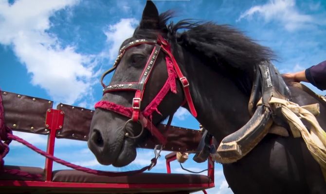 Конь Август из тульского музея-заповедника "Куликово поле" отметил 29-летие