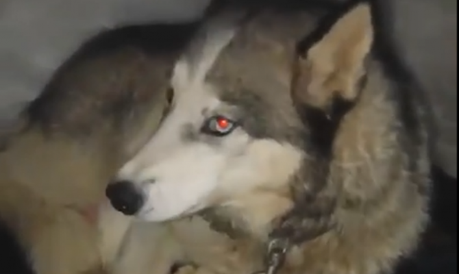 В Туле выбросили на улицу семью хаски с щенками