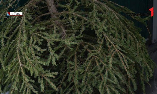 Куда тулякам отнести новогоднюю елку на утилизацию