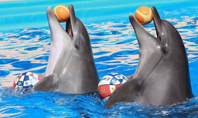 В Санкт-Петербурге подписали декларацию, приравнивающую дрессировку дельфинов к рабству