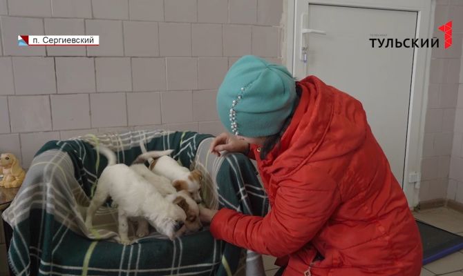 В приюте под Тулой новых хозяев ждут около 100 брошенных собак