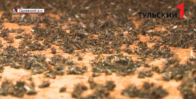 Полчища мух атаковали деревню в Тульской области