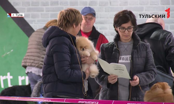 Красота и грация: в Туле состоялась монопородная выставка собак