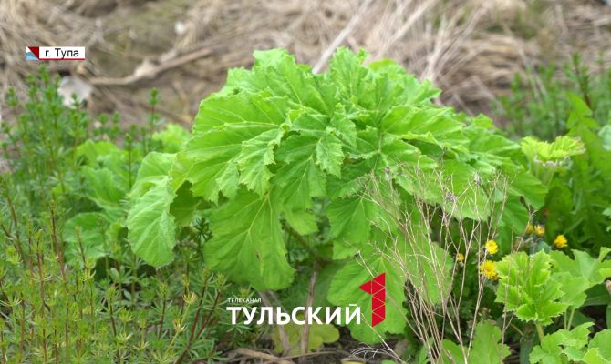 Назван самый эффективный способ борьбы с борщевиком