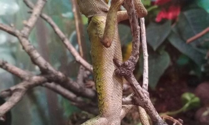 Сотрудники Экзотариума считают, что у украденной туляком ящерицы не было шансов выжить