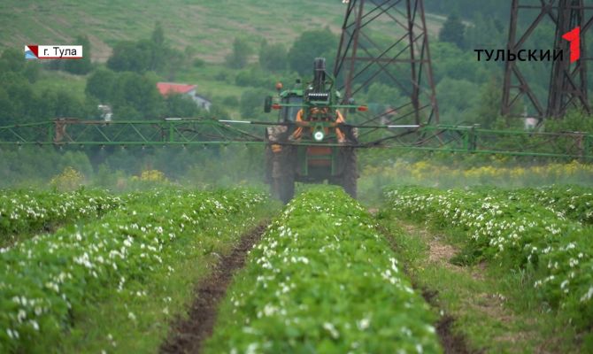 Как погода отразится на урожае ягод у тульских фермеров 