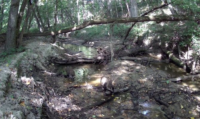 На границе Тульской области заметили енотовидных собак