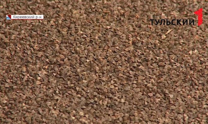 Какой урожай гречки надеются собрать в этом году тульские аграрии