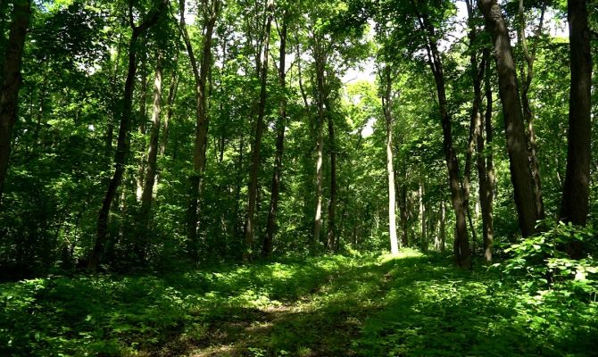 Где туляки могут устроить шашлыки и не заплатить до 50 тысяч рублей штрафа