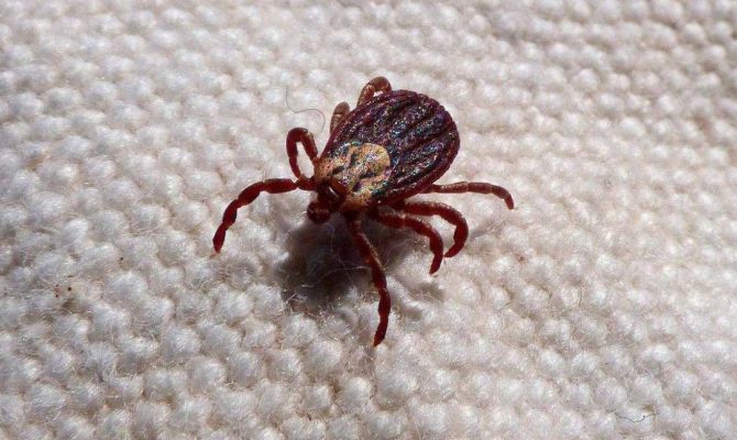 В России за месяц от клещей пострадало около 4 тысяч человек