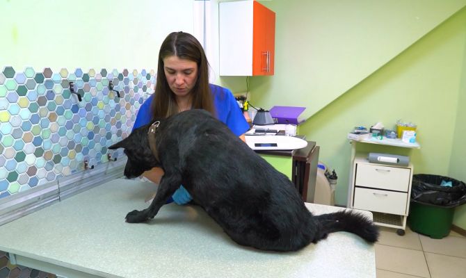 В Туле живодеры расстреляли дворнягу из пневматики