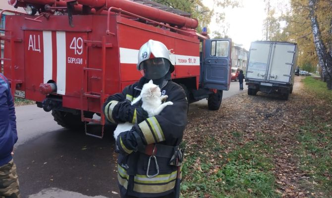 В Киреевском районе кошка просидела на дереве 3 суток