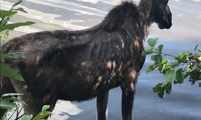 Истощенный лось оказался «жителем» Подмосковья