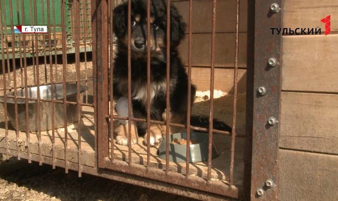 Чем туляки могут помочь бездомным животным
