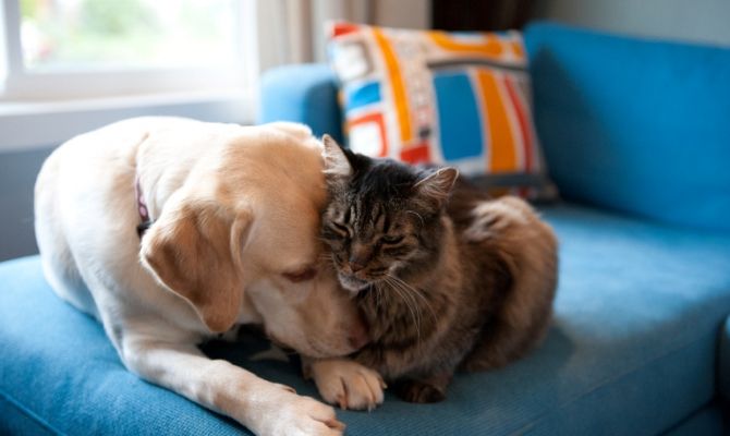 В тульских квартирах может уменьшиться количество животных