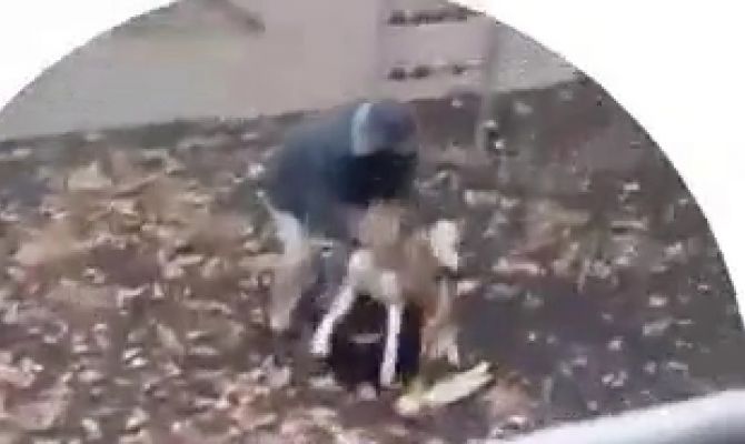 В поселке Рассвет безнадзорная собака напала на ребенка на детской площадке