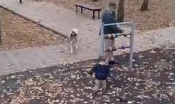 "Напала сразу на 3 детей": очевидец рассказала об инциденте с собакой в тульском поселке Рассвет