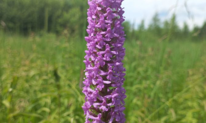 В Кимовском районе обнаружили исчезнувший вид орхидей