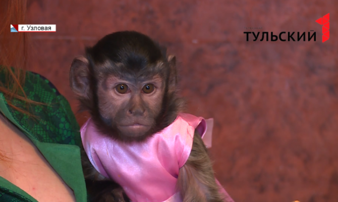 Узловская обезьяна-блогер покоряет Интернет