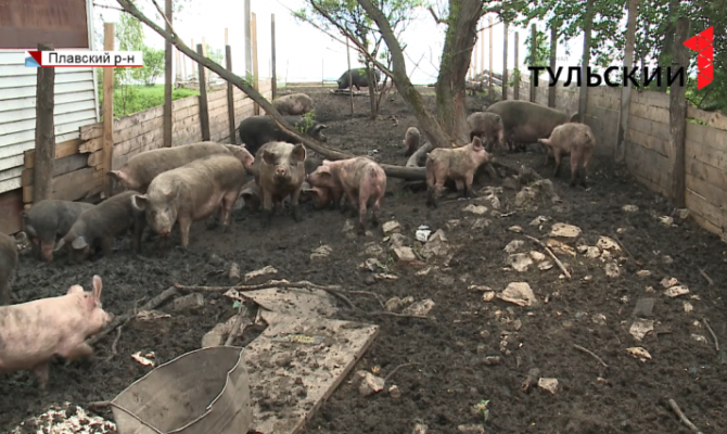 Под Плавском бесчинствуют свиньи