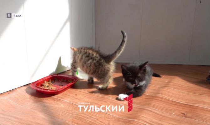 "Забирайте или выброшу": зоозащитники в Туле жалуются на шантаж от нерадивых хозяев