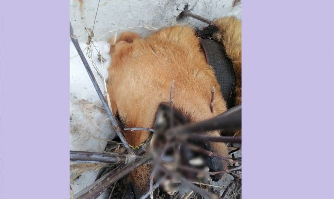 Полиция начала проверку по факту жестокого убийства собаки в Новомосковске