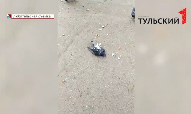 Что стало причиной массовой гибели голубей в Новомосковске