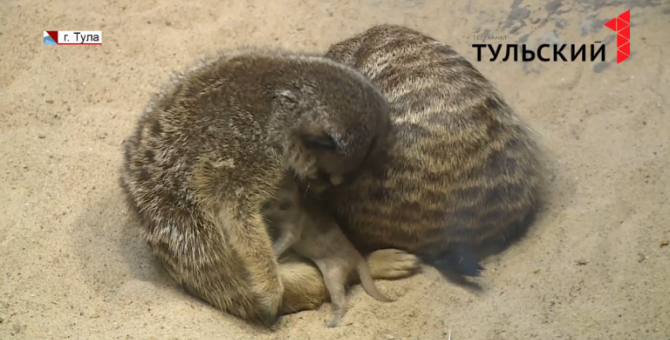 В тульском экзотариуме пополнение: в семействе сурикатов родились детеныши  