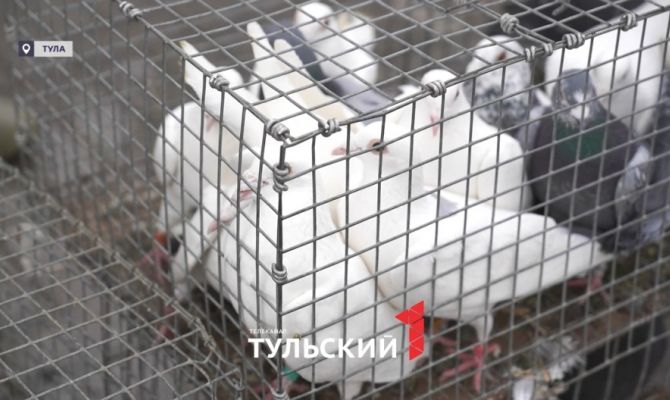 Церковь прокомментировала примету с выпуском птиц на волю в Благовещение
