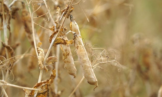 Перед началом сбора урожая в Туле проверили качество гороха под микроскопом