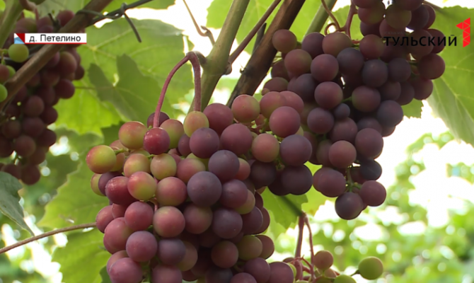 В Тульской области будут развивать виноградство