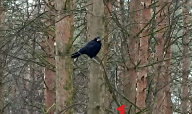  В Туле назвали птицу 2025 года