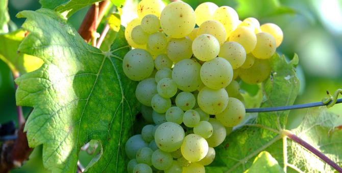 Житель Тульской области готовит до 100 литров сухого вина за сезон