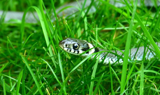 Эксперты рассказали, что делать при атаке змей