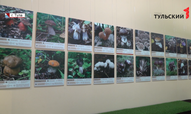 В Тульском экзотариуме можно узнать о «яйце ведьм» и других необычных грибах области
