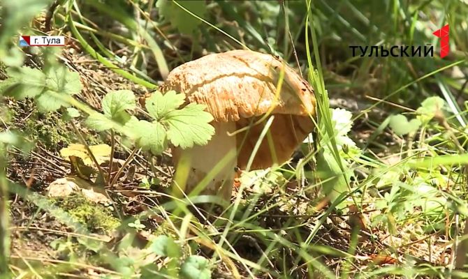 В Туле зафиксировали первый случай отравления съедобными грибами