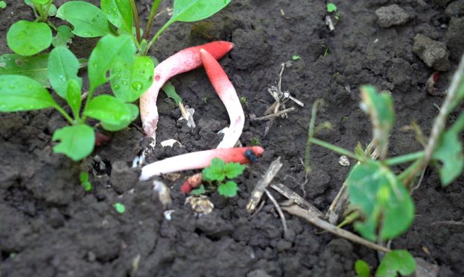 Похож на червяка и пахнет тухлятиной: тулячка нашла на даче краснокнижный гриб