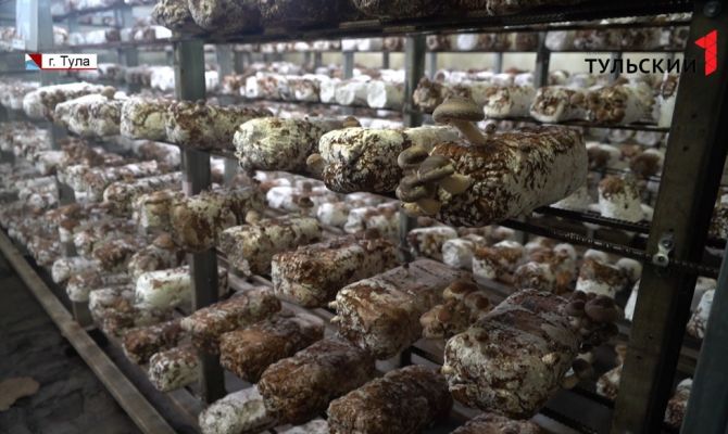 Ферма по выращиванию шиитаке в Туле: хозяин каждый день собирает урожай по 250 кг