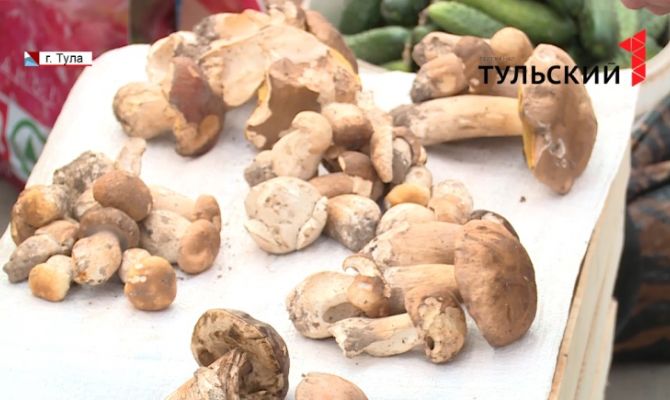 Эксперты рассказали, как правильно собирать и выбирать грибы