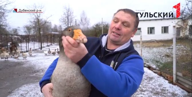 «Бойцовский клуб» для животных будет закрыт