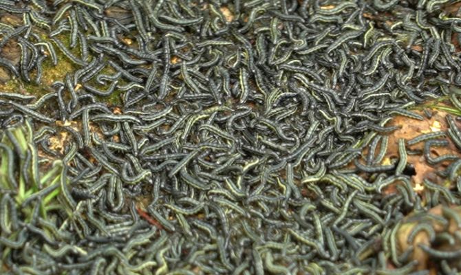 Хуже саранчи: в Тульской области черные гусеницы оставляют после себя голую землю